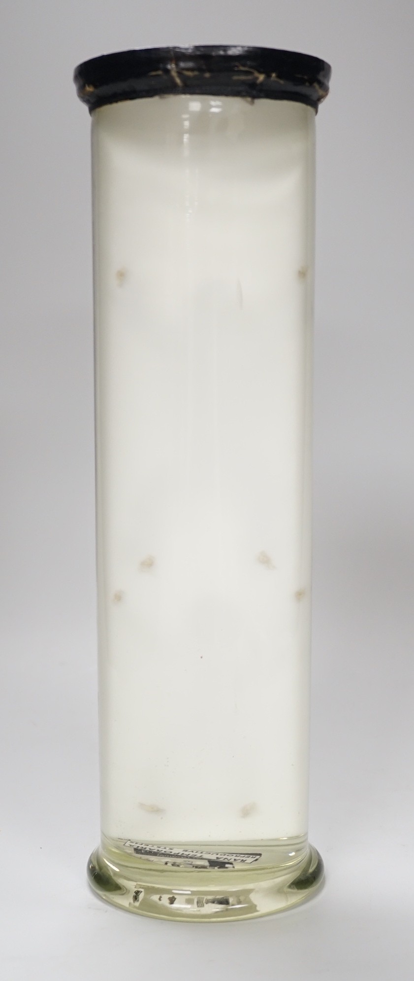 A biological specimen - Rana Temporaria (Common frog) reproductive systems, male and female forms, prepared by Flatters and Garnett, Manchester, circa 1920's/30's. 31cm high